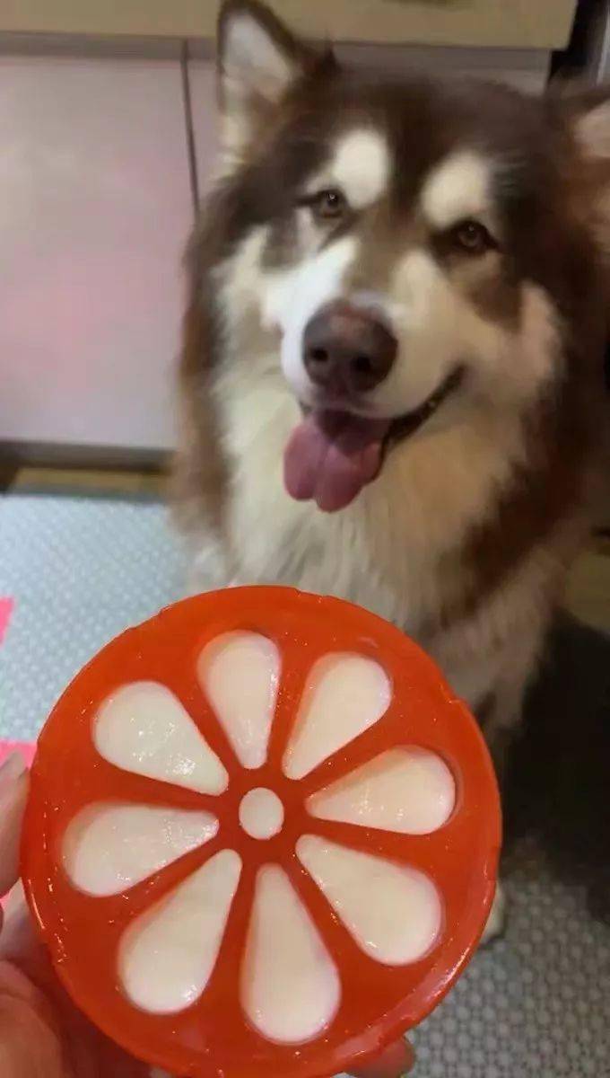 二哈太怕热,趴在水里吹泡泡,你上辈子是条鱼吗?