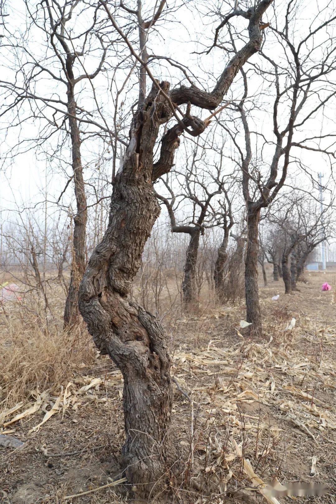 于常庄乡反刘村)枣树是常年生的木本植物,质地坚硬,木纹细密,造型多样