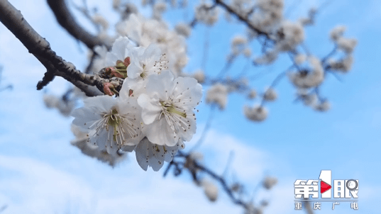 报早春！开州樱桃树花开了，你还有近半个月的赏花时间-m6米乐官网登录网站(图2)