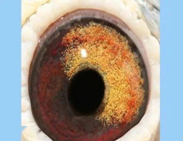 鸳鸯眼和阴阳眼的区别图