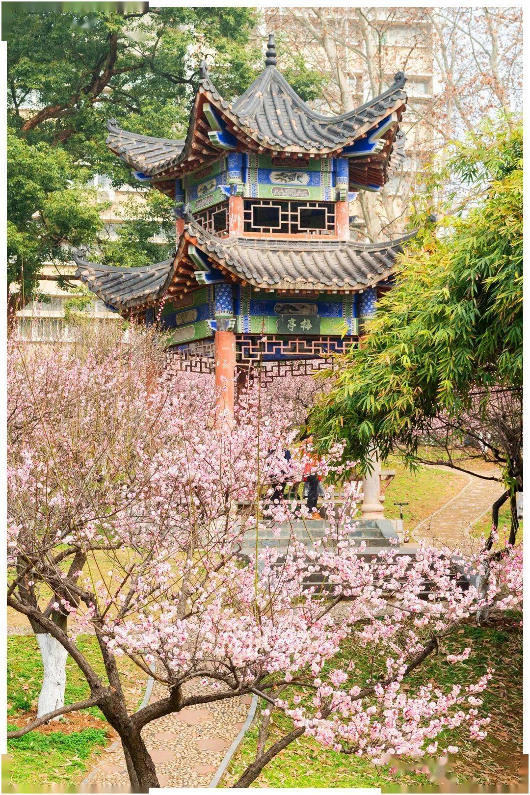 春回桂子山梅景等你来