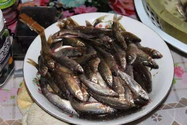 回锅鱼饵料怎么调状态 945cfcabea54497eb3af97ae2c909d53.jpeg