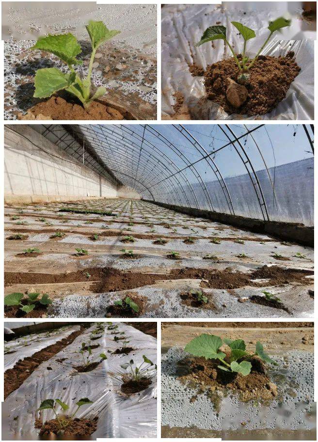 菜农在温室内栽植甜瓜菜农为栽植甜瓜幼苗浇水长势喜人的甜瓜幼苗