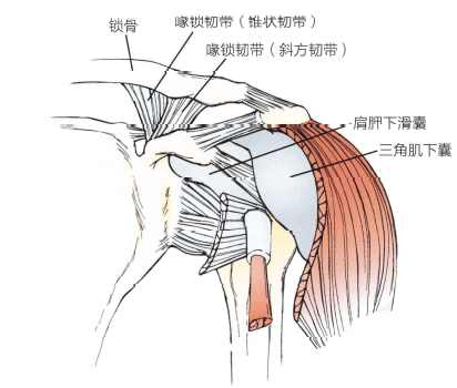 肩部手法治療Ⅱ