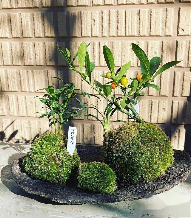 顶级禅意苔玉最雅致的桌面盆景