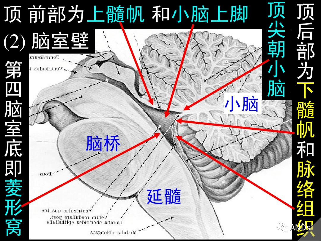 高清解剖脑室脑池脑膜