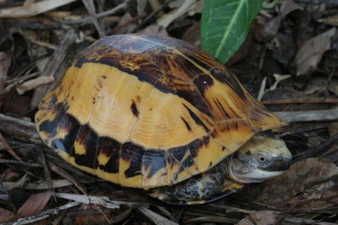 生物多樣性丨海南國家重點保護野生動物在哪裡淡水水生動物篇