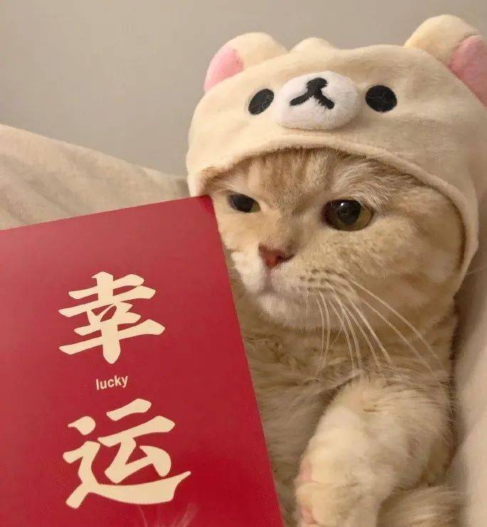 开工大吉猫咪头像这个年吃的有点多
