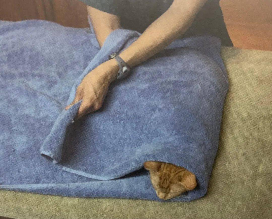 毛巾保定大法,专治各种逆子,再也不用怕被抓_猫咪