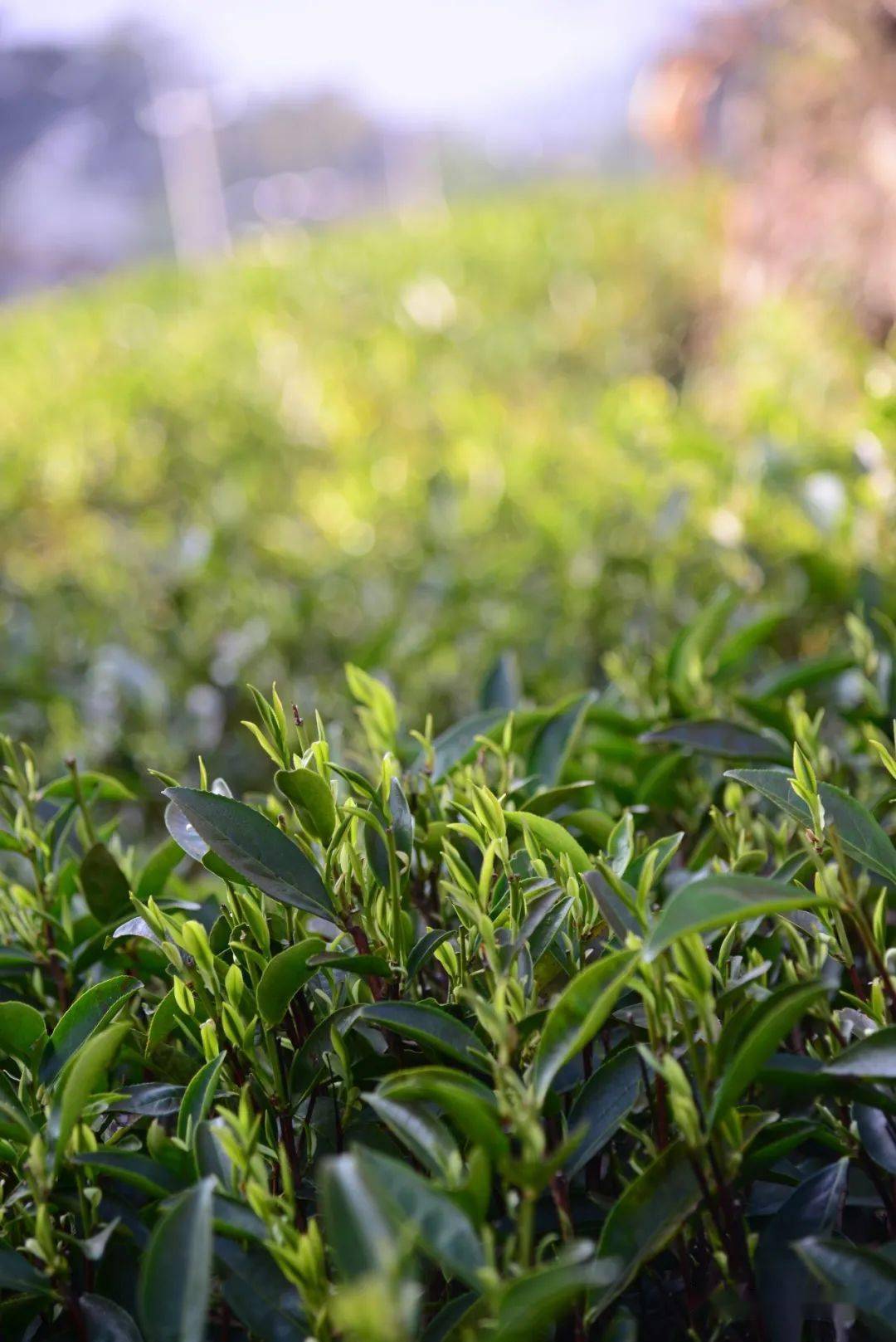 【春】单丛长新芽_茶树