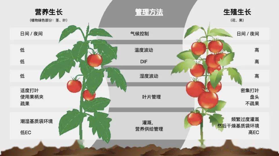 如何最大化作物的生产潜能?