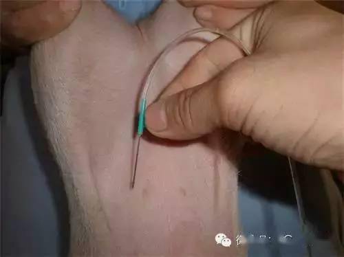 猪颈部肌肉注射位置图图片
