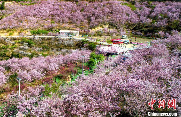 福建清流：2000亩30多万株樱花盛开美如画