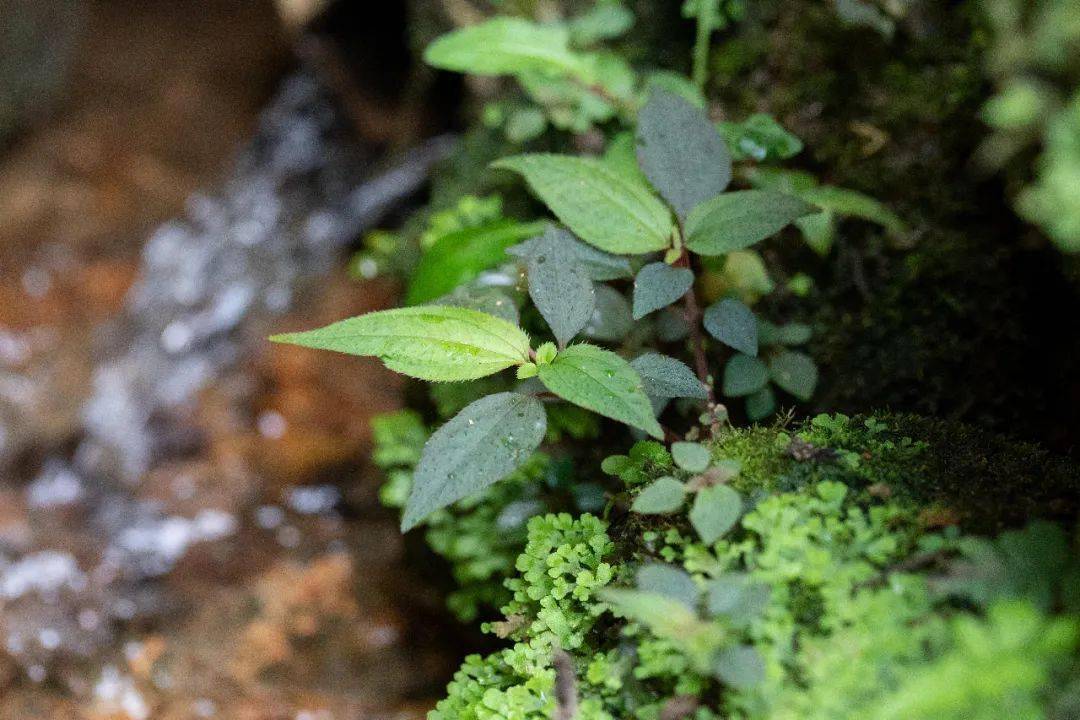高志坚 摄)药香墨宝(何辉煌 作)(周和国 书)药香诗韵《咏马铺风柜斗草