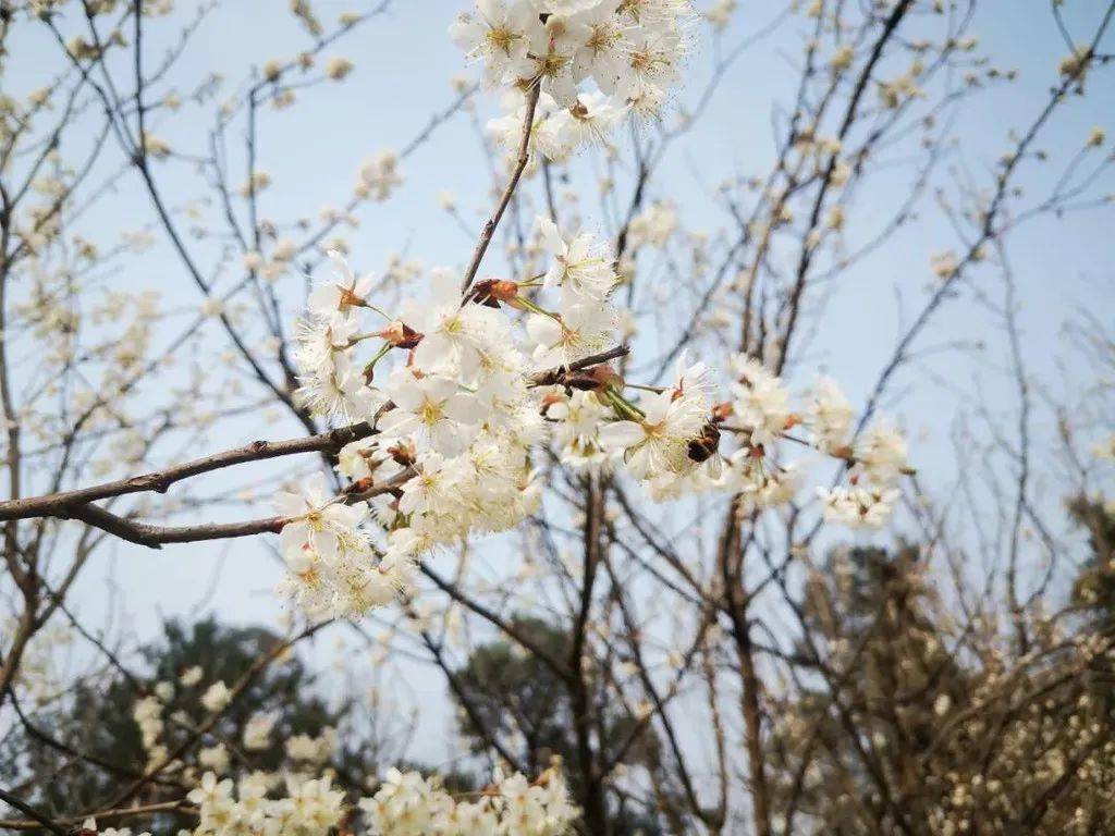 成都的樱花、樱桃花、紫叶李都开啦！但你真的分得清吗？