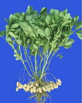 中国什么时候开始种植花生的 30d39b19ec5e4b3cb2e2dce9e1b65877.jpeg