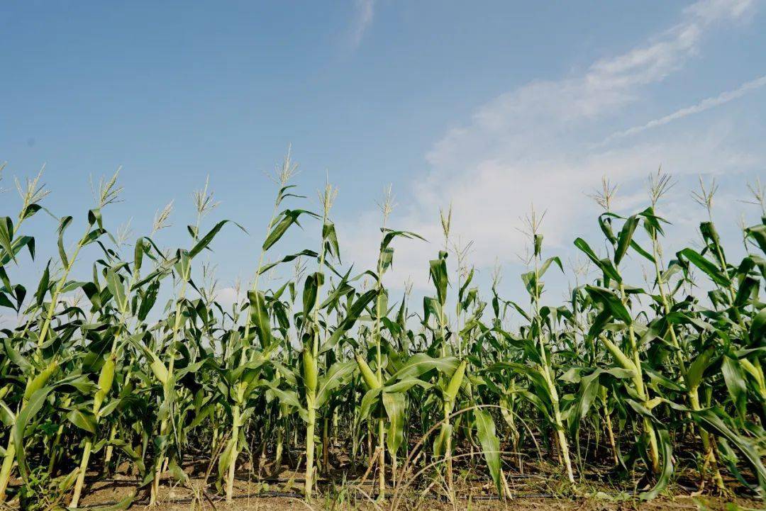 农技小知识春耕备耕时今年玉米种子这样选购