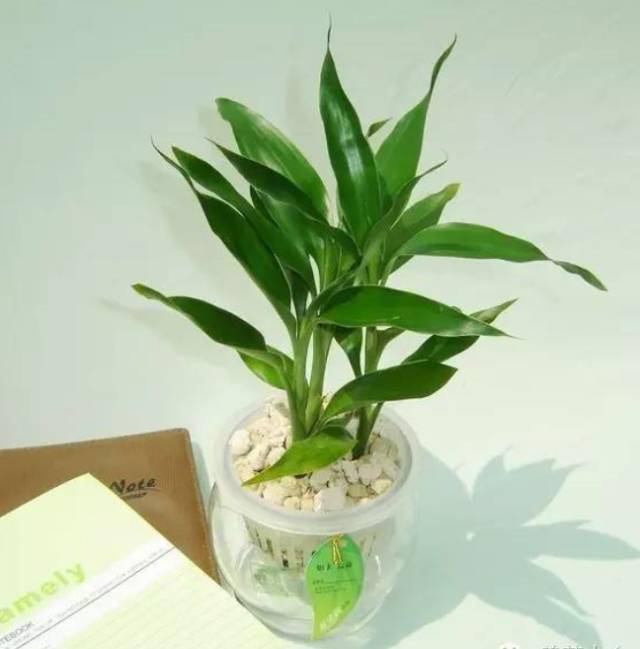 富贵竹几天可以生根 6030f935578c4fd29bc7cf426beafaee.jpeg