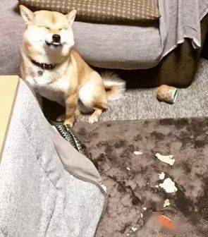 主人外出回家，柴犬突然沖他邪魅一笑，於是他順著狗低頭一看..... 萌趣萌寵 第4张