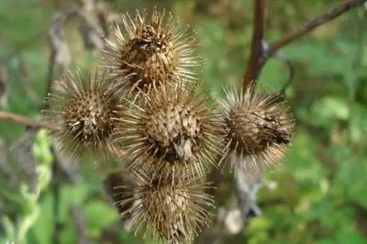 药师带你认草药——牛蒡子_果实