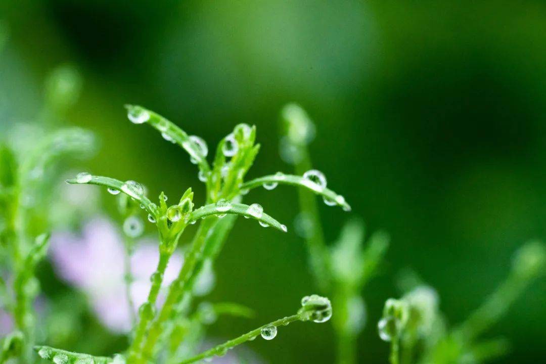 雨露滋潤,萬物生髮,雨水