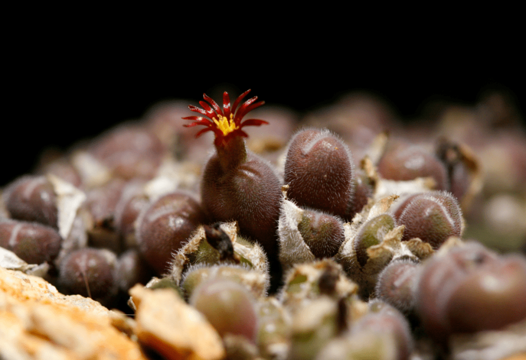 欣赏毛肉锥毛球种类合集