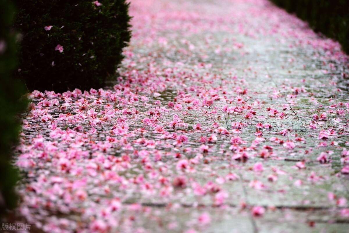 情窦初开春雨葬花
