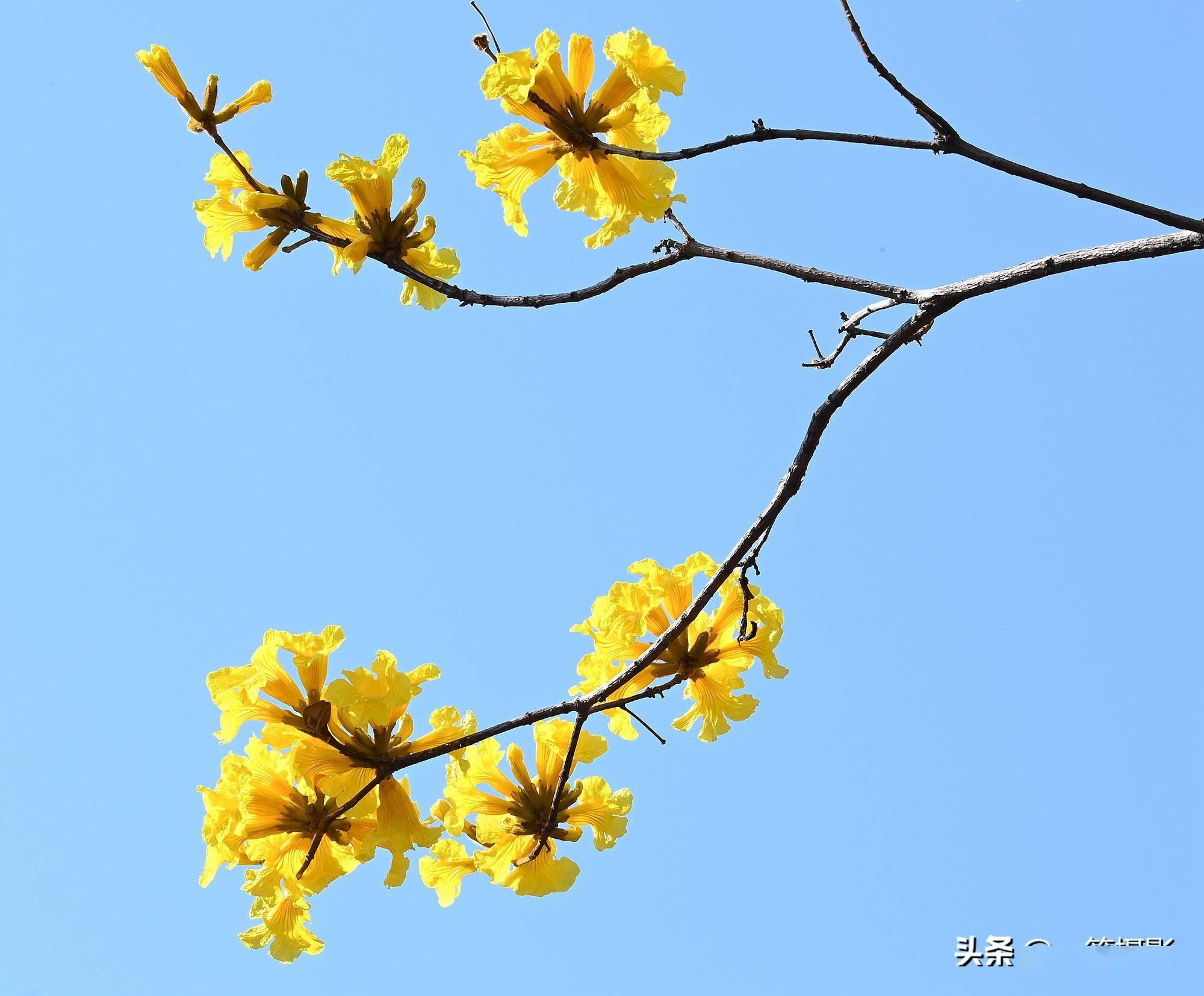 黄花风铃木——蓝天下的黄风铃
