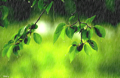 二十四节气 雨水 好雨知时节 当春乃发生 红枣