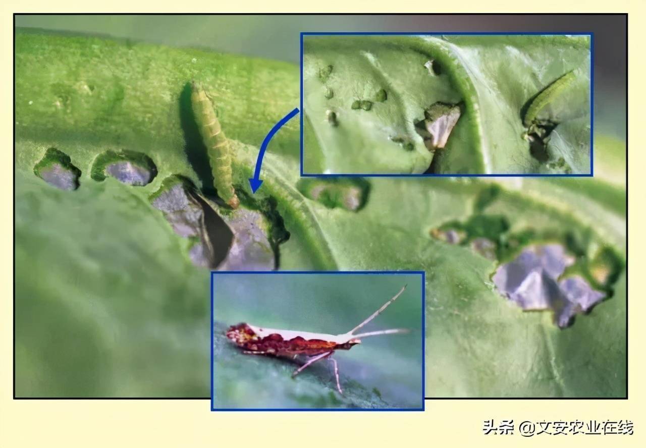 经典收藏看图识虫就这么简单