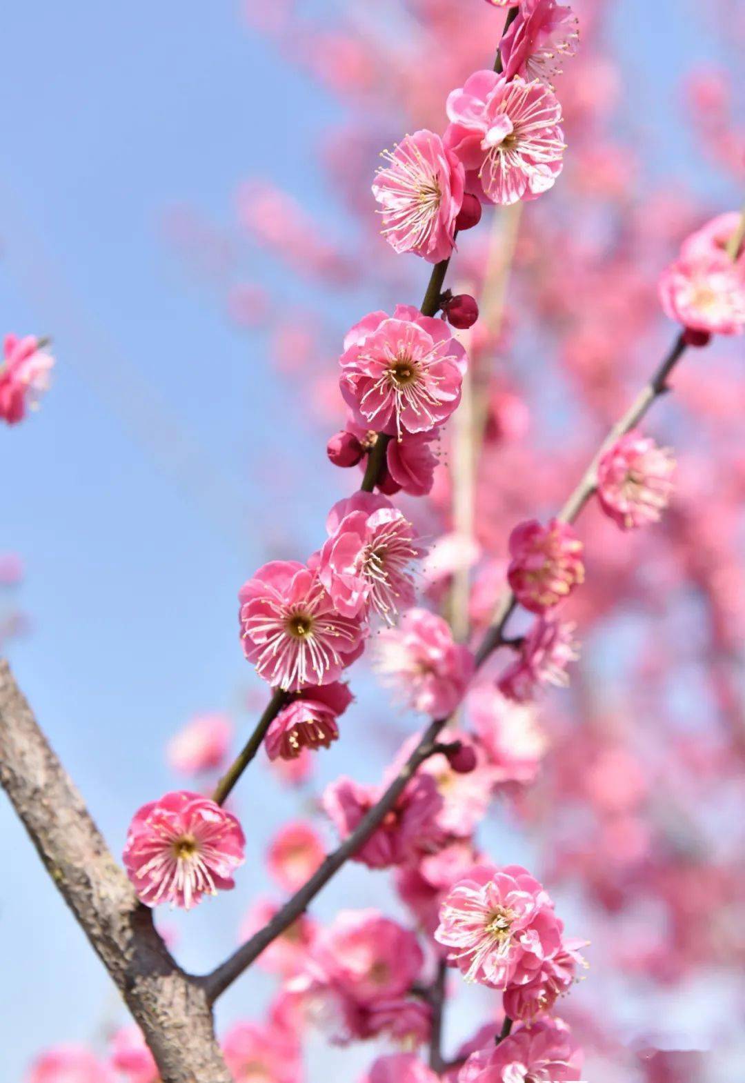春游巢湖系列之庙岗乡清水湾梅花园