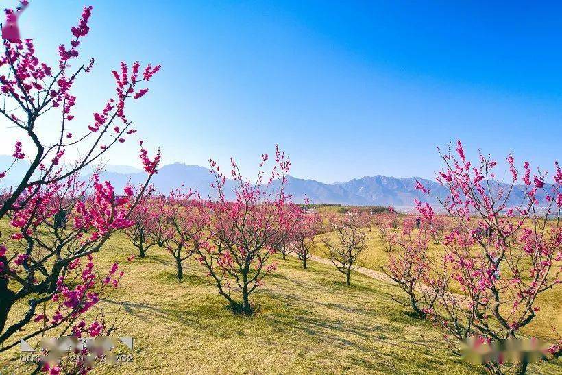 西安唐村梅园图片