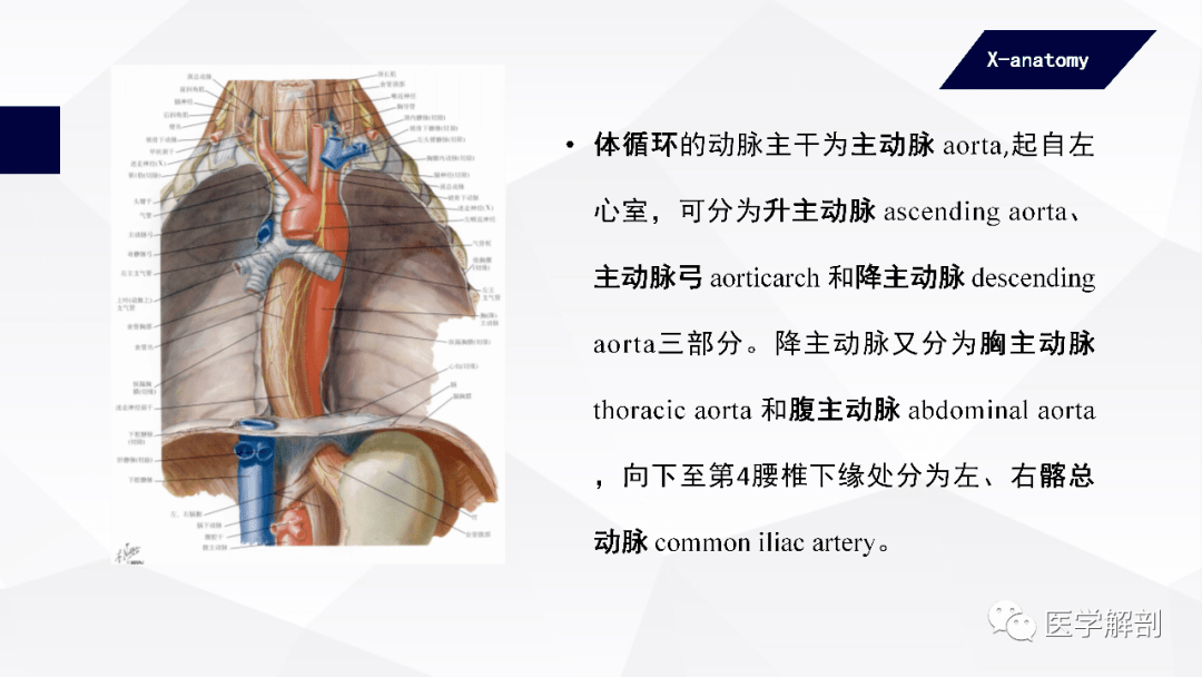 人體解剖學脈管系統心血管系統