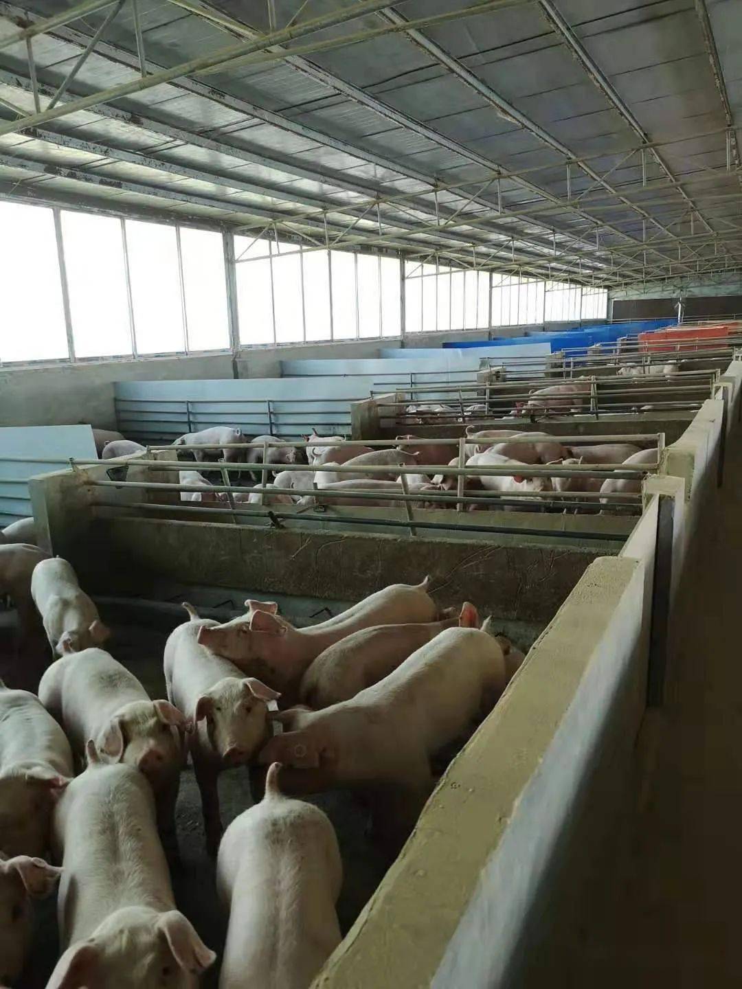 非洲猪瘟再次抬头疑似感染导致母猪抛售快速清场猪场发生