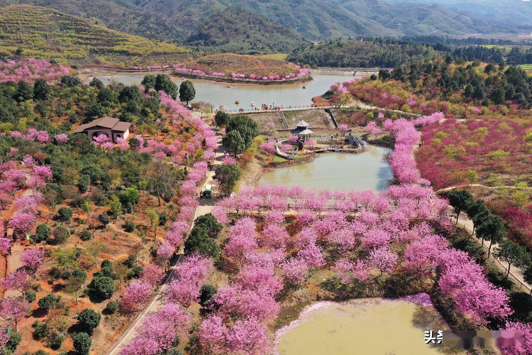 常宁百万樱花园简介图片