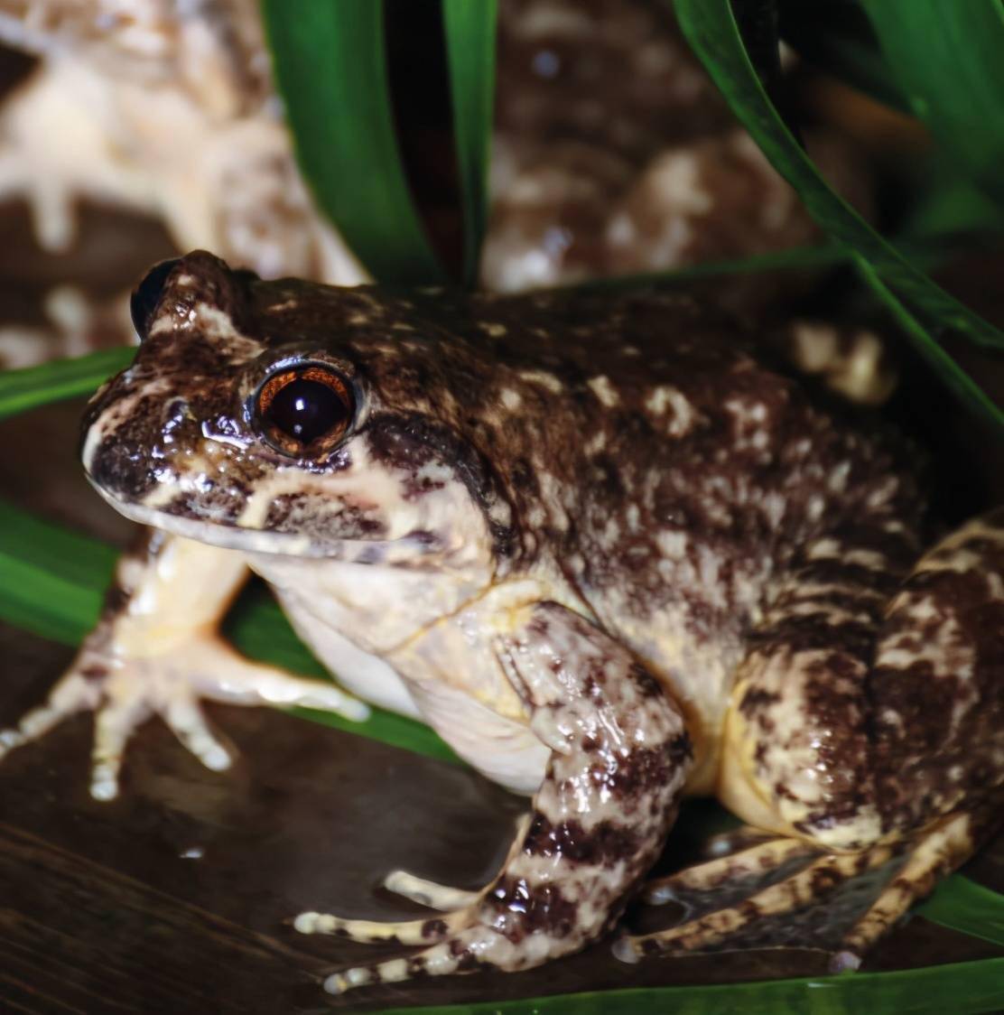 安徽棘胸蛙山泉流水养殖技术