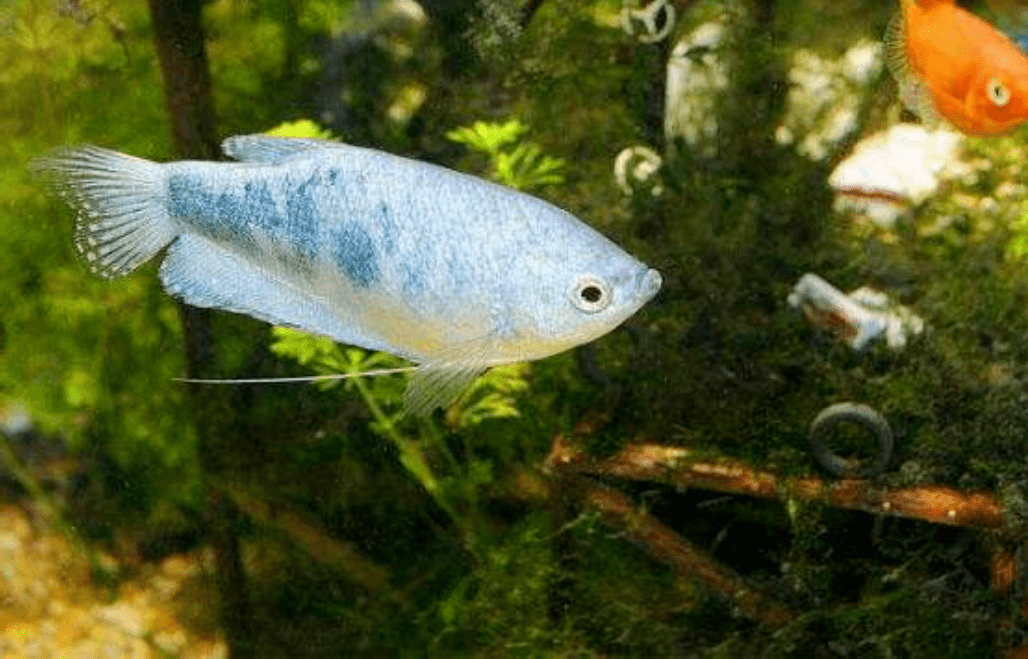 很多新手喜歡在家裡養一些觀賞魚,這樣讓家庭更加溫馨舒適.