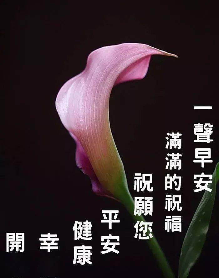 微信朋友圈早晨好问候语暖心句子图片新版夏天早上好问候语动态鲜花