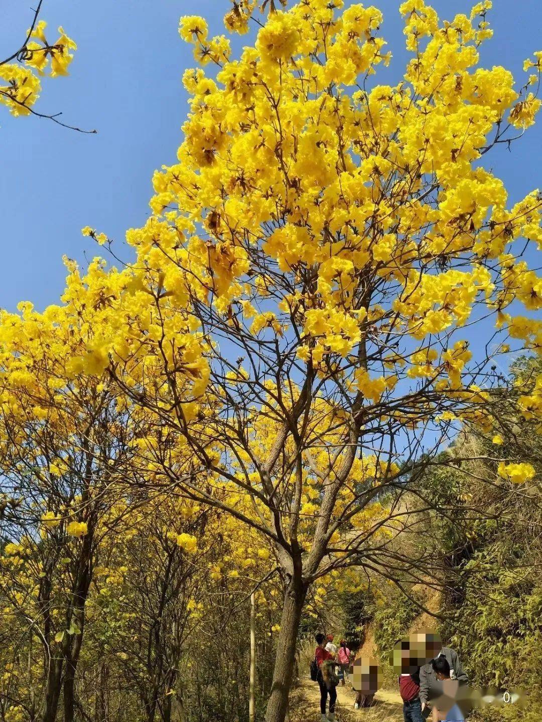 藤县和平镇留村黄花风铃木开花啦黄灿灿像金色的海洋