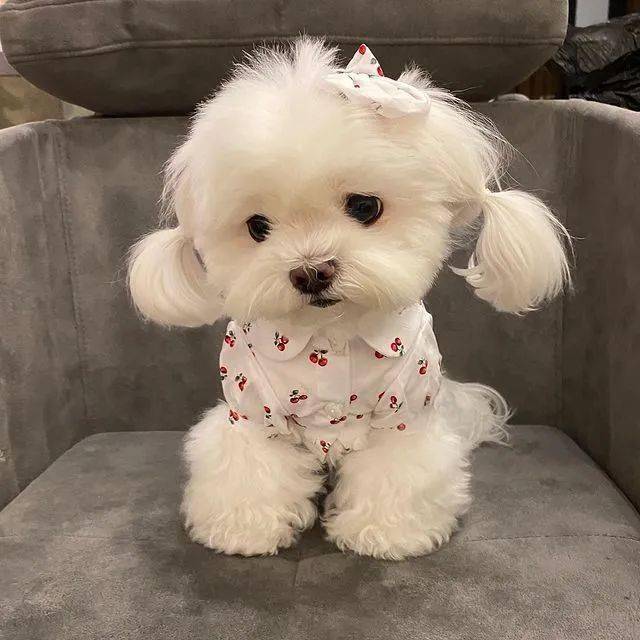 主人给狗狗扎辫子,狗狗一回头,网友:好可爱的颜值啊!_马尔济斯