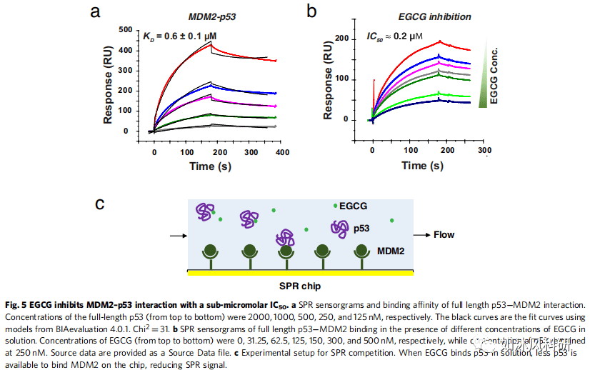 利用spr和nmr,我们探究了egcg与抑癌基因p53(kd=1.6±1.