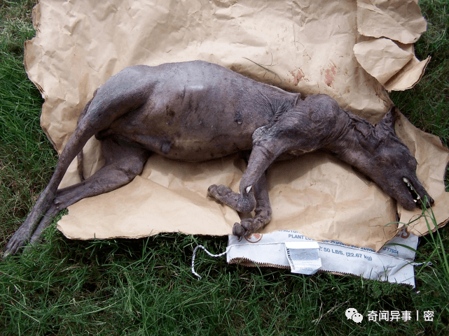 雙門齒獸.雙門齒獸也被稱為巨型袋熊,是有史以來最大的有袋類動物.