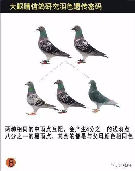 信鸽羽色遗传密码【图】