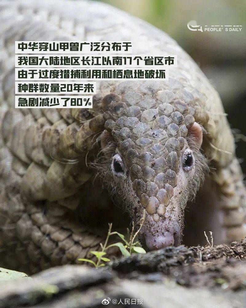 世界穿山甲日丨保护穿山甲不猎杀不食用不使用