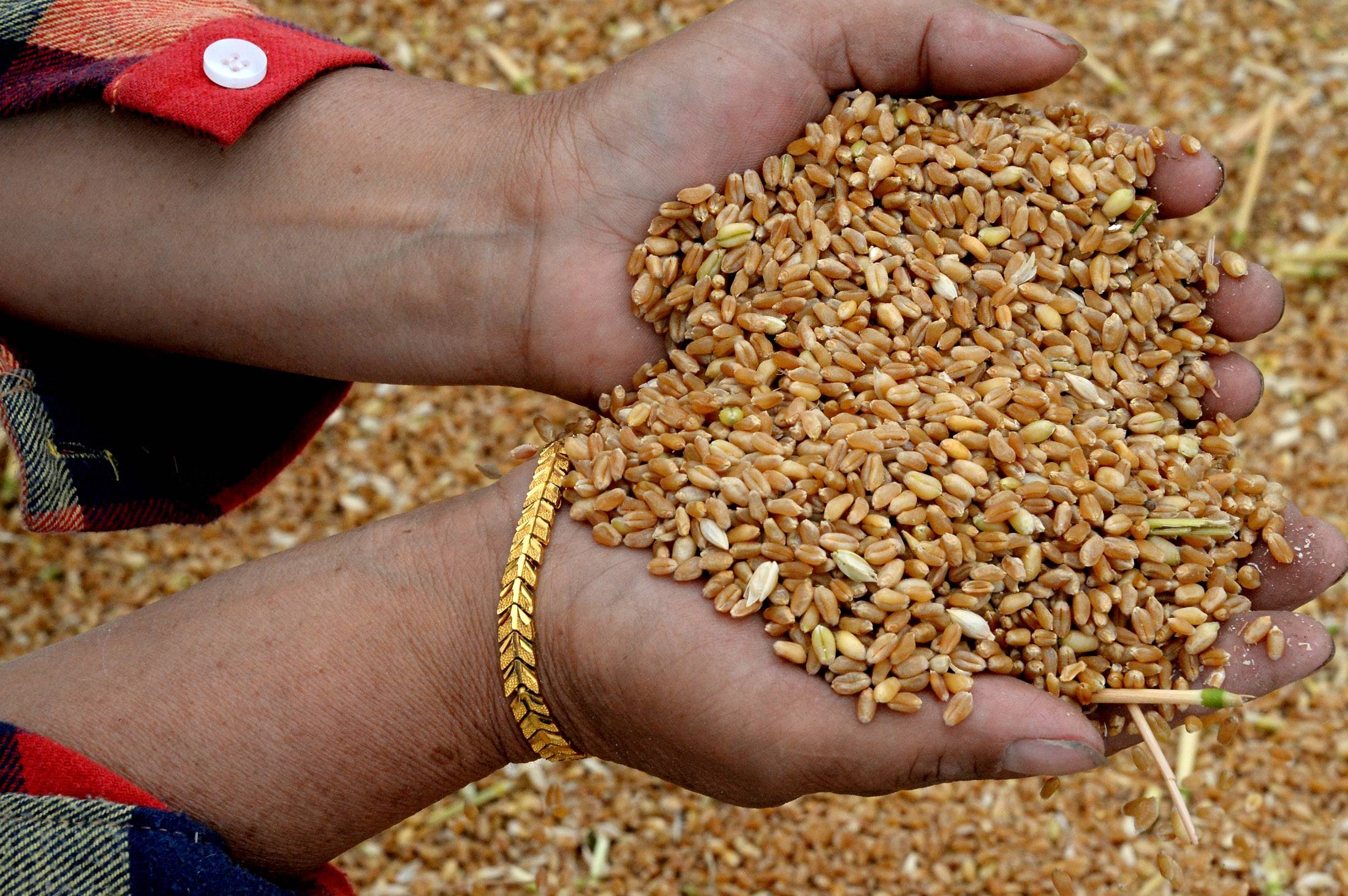 改变世界的一粒种子——从中央一号文件看打赢种业翻身仗_新华社