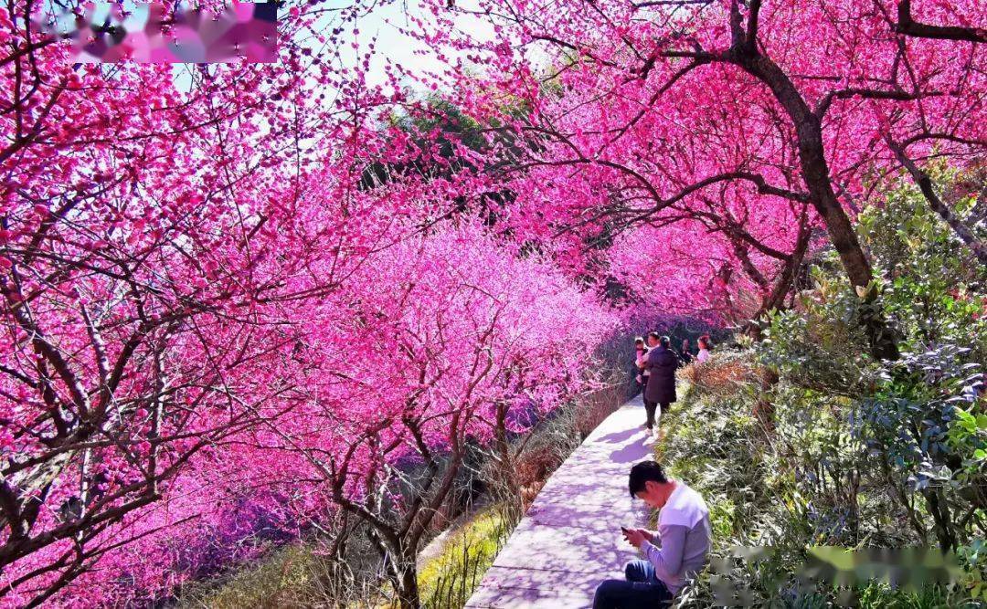 黄山南大门花谷图片