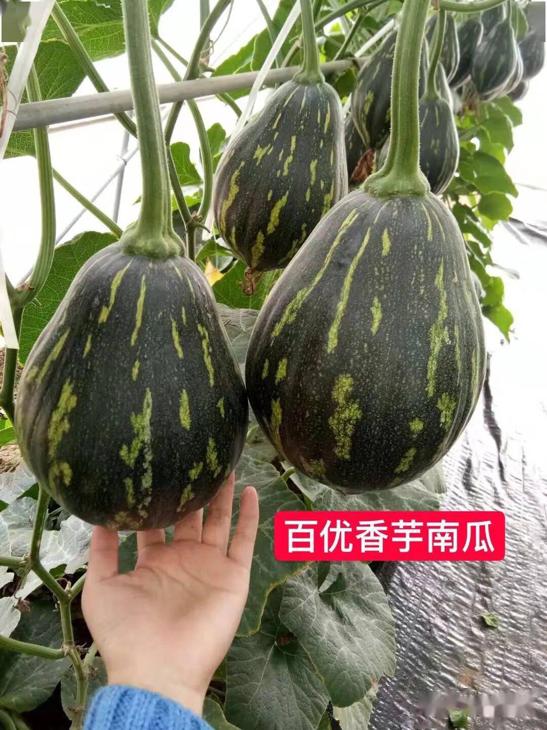 金记香芋南瓜
