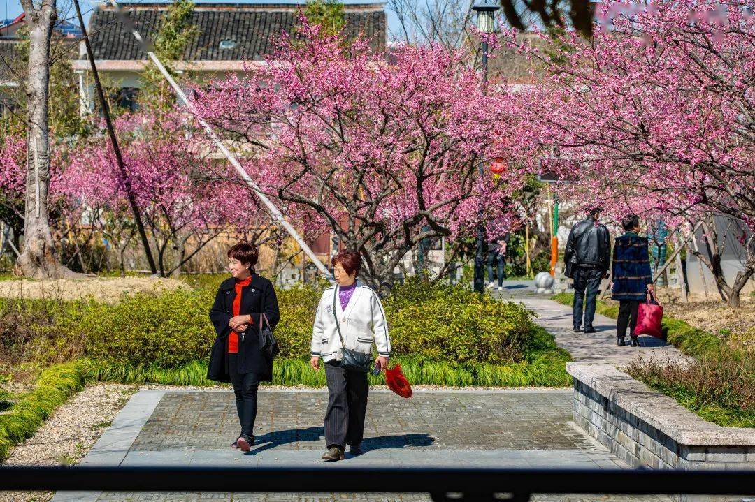 走去南梅村赏梅