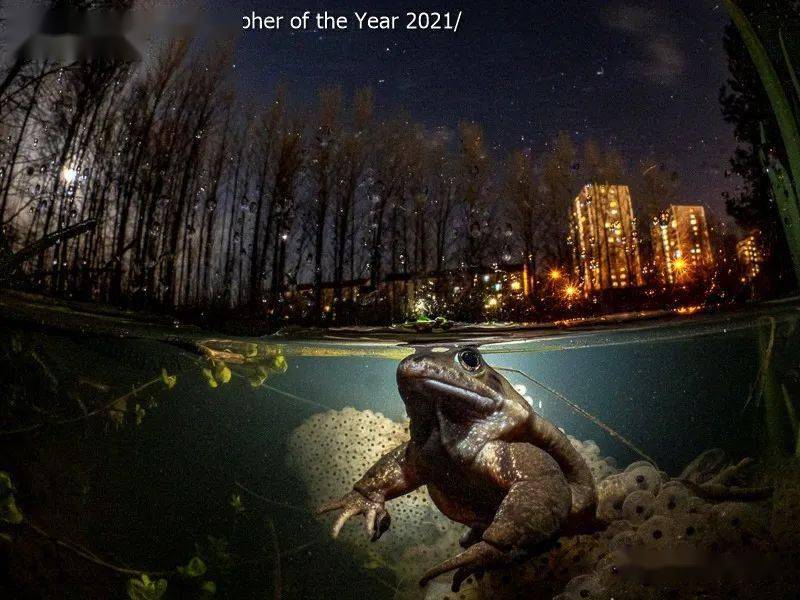 UPY 2021 年度水下摄影师比赛结果新鲜出炉！