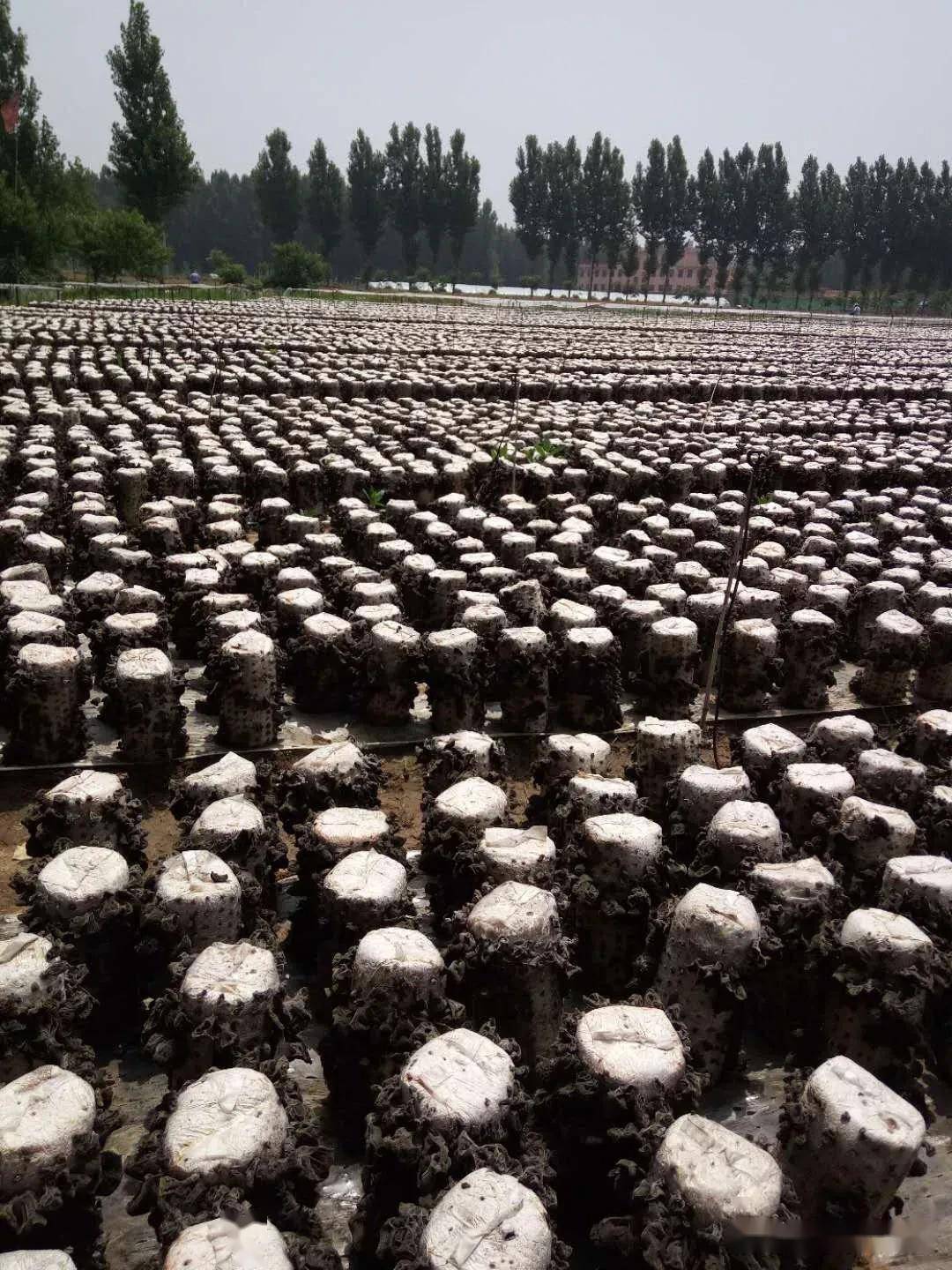 临沂这个女子用废弃菌包养育兰花 一盆能卖100元_种植